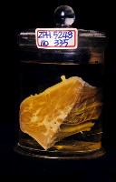 黑熊頸部藏品圖，第2張